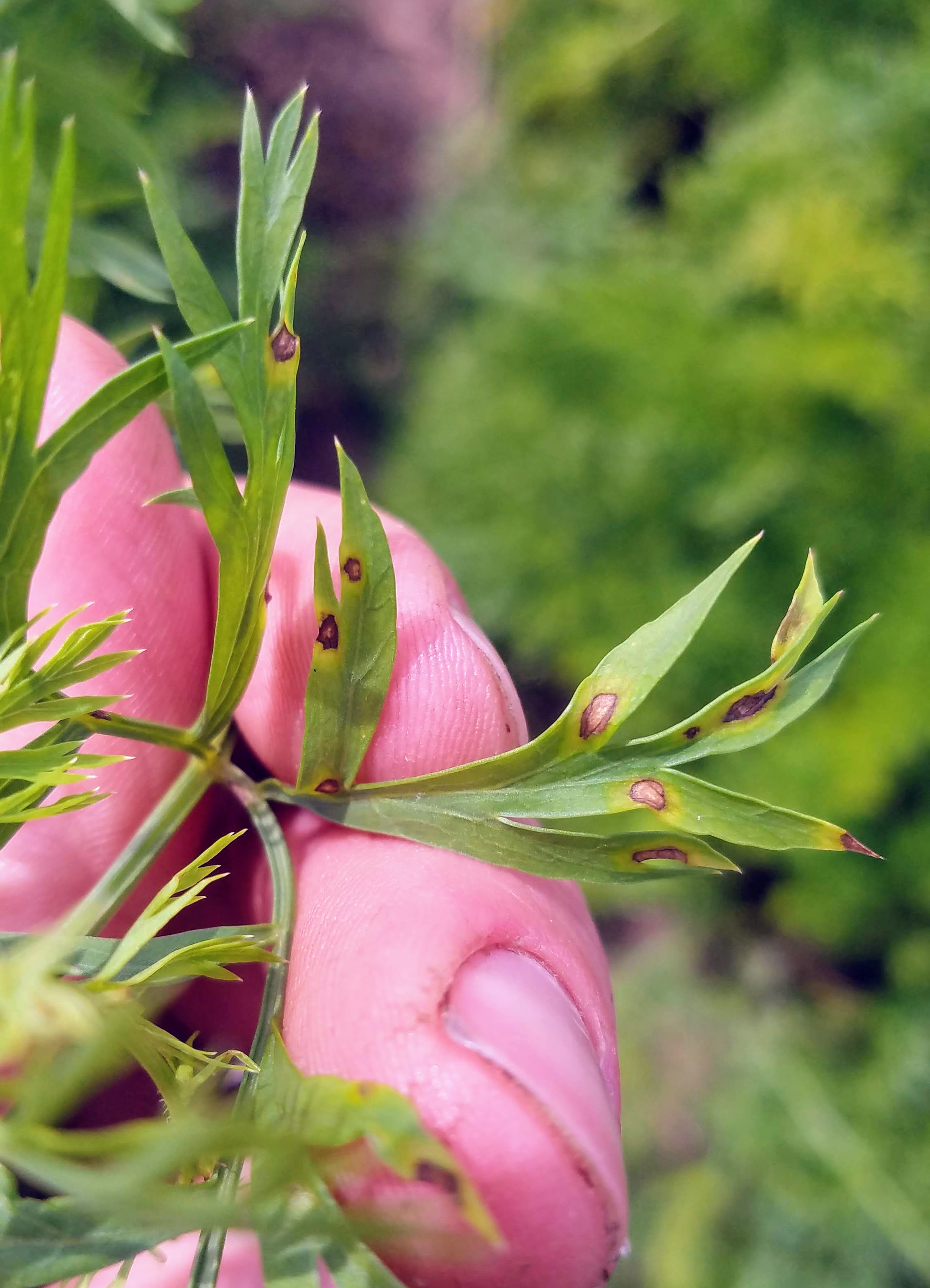 cercospora in carrot